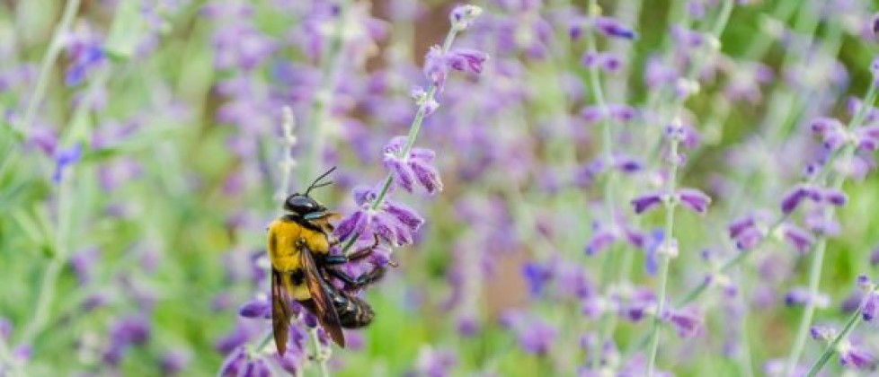 Bumble Bees and Lavender